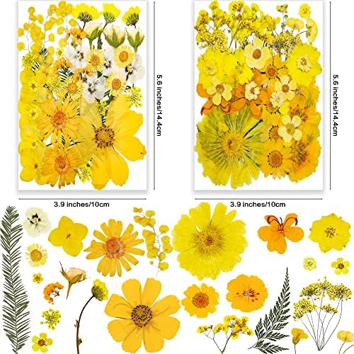 25 Tipos 81pcs Flores prensadas seco rosa para resina - Youthbro Real Nature Flowers Herb Set para DIY Jewelry Candle