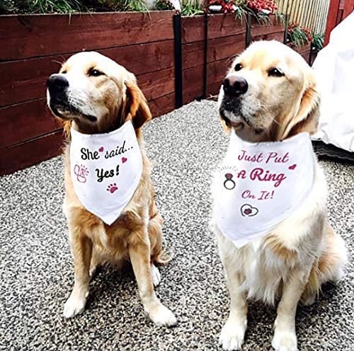 Petj 2 pacote de cães de casamento bandanas, basta colocar um anel nele e ela disse que sim, lenço de design fofo