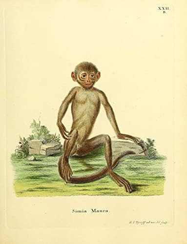 Indochina Black Langur Primate Monkey Vintage Wildlife Decor de escritório da sala de aula Zoologia Ilustração antiga